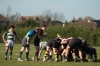 2014-03-15-am1-63-5-wasps-13